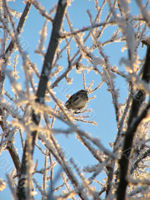 winter sparrow bird