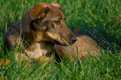 dog on grass