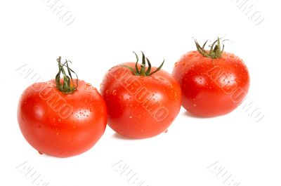 Three tomatos are in dew.