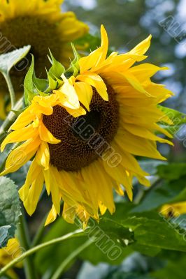 yellow sunflower