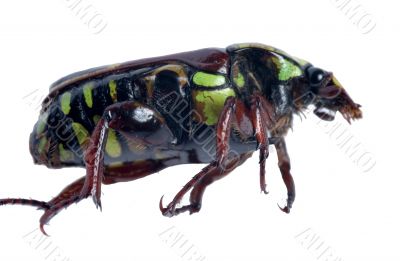 Carrion Beetle