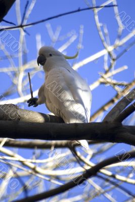 sulpher crested cockatoo