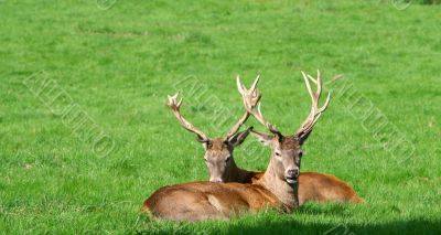 stags