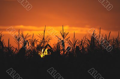 Sunrise through a grass