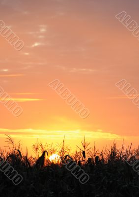 Sunrise through a grass