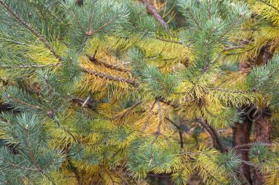 colored pine branches, green and yellow needles.