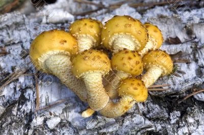 group of mushrooms (Pholiota aurivella ), on the birch trunk.