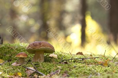 couple of mushrooms (Boletus edulis)