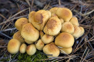 group of mushrooms (Hypholoma fasciculare)