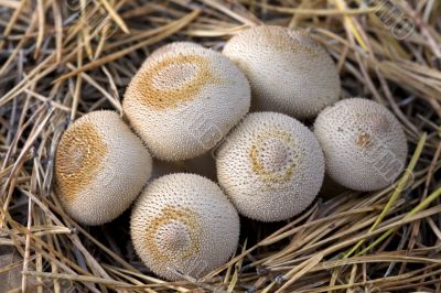 group of mushrooms (Lycoperdon umbrinum).