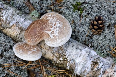 mushrooms on the birch trunk