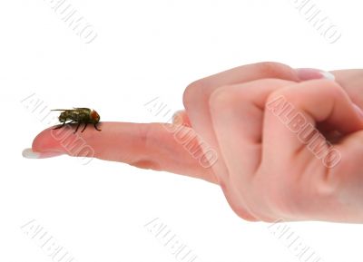 home fly