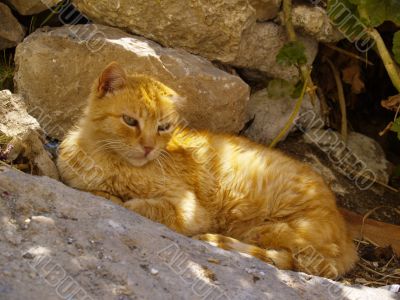 greek tomcat