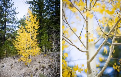 aspen trees and leaves