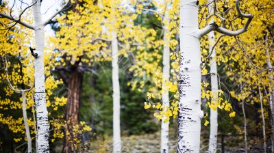 apen trees in forest