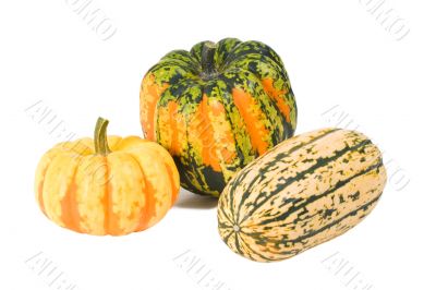 Winter Squash