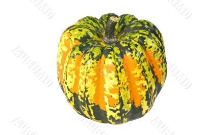 Carnival Winter Squash