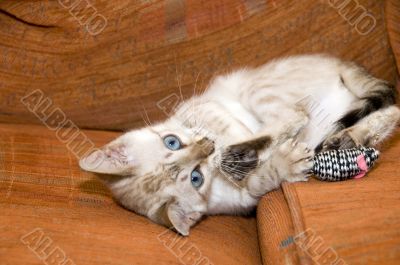 Bengal Kitten