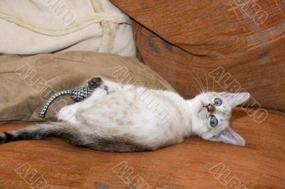 Bengal Kitten