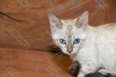 Bengal Kitten
