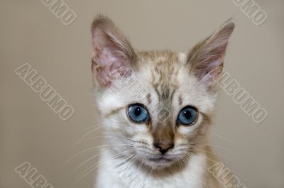 Kitten