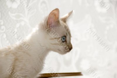 Bengal Kitten