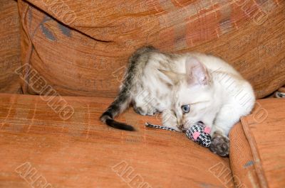 Bengal Kitten