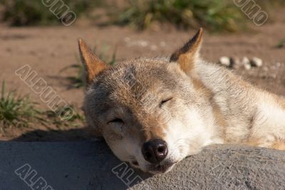 Sleeping wolf