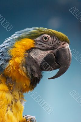 Blue-and-gold Macaw