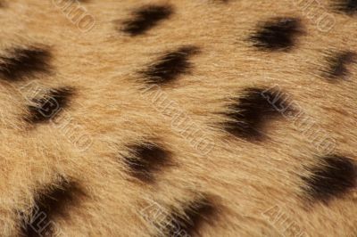 Cheetah fur background