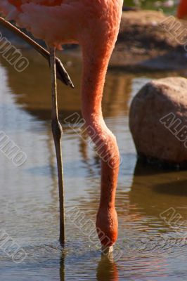 Flamingo bent neck