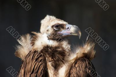 Vulture profile