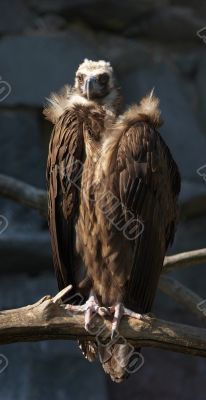 Vulture waiting for prey