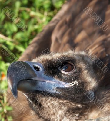 Vulture looking up