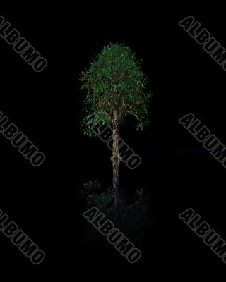 tree