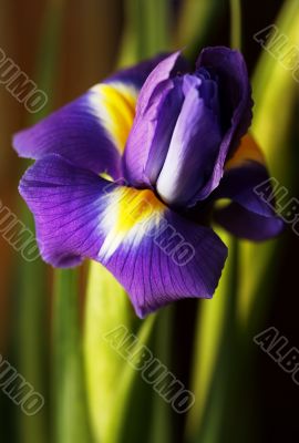 Dutch Iris