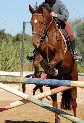 jumping brown horse