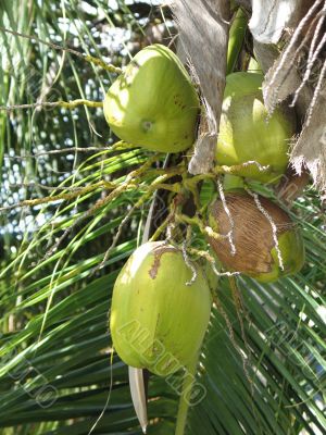 green coconut in a tree