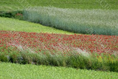 Red puppies in the Piana di Castelluccio