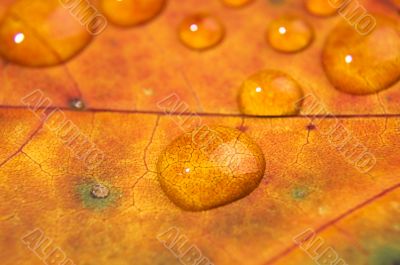 Water drop on autumn leaf