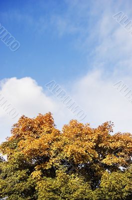 Autumn tree over sky