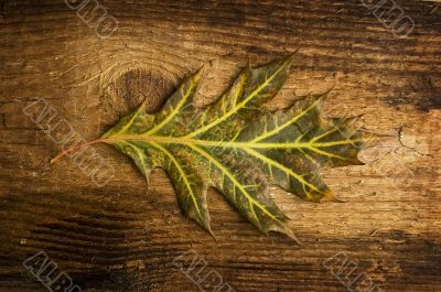 autumn leaf over old board