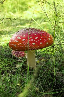 toadstool in forest