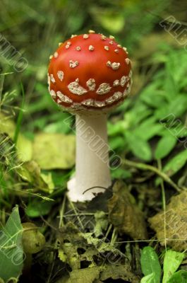 toadstool in forest