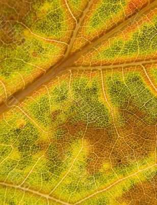 Macro leaf