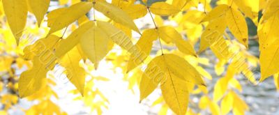 Background from yellow foliage