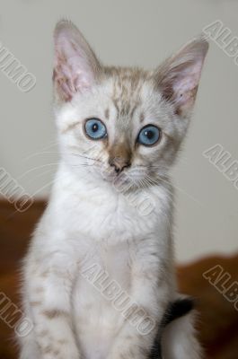 Kitten