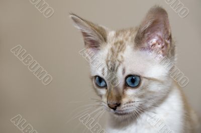 Kitten