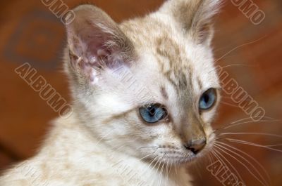 Bengal Kitten