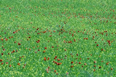 Red puppies in the Piana di Castelluccio